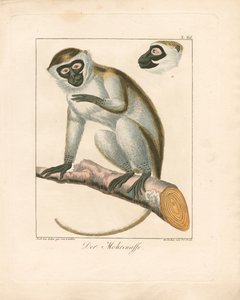 The Moor Monkey by Ambrosius Gabler