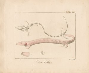 The Olm by Ambrosius Gabler