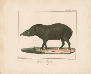 The Tapir by Ambrosius Gabler