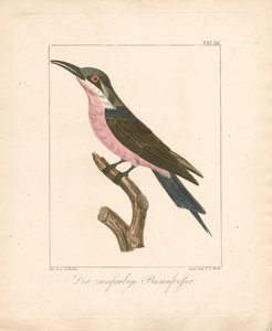 The Two-colored Bee-eater by Ambrosius Gabler