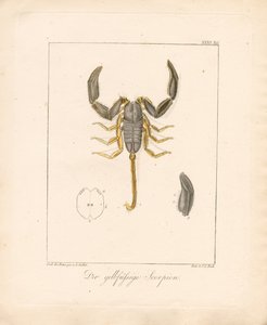 The Yellow-legged Scorpion