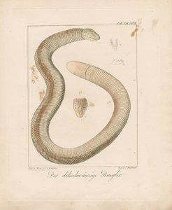 Thick-tailed Worm Lizard by Ambrosius Gabler