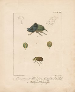 Various Beetle Species by Ambrosius Gabler
