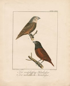 White-headed Grosbeak and Malaccan Grosbeak by Ambrosius Gabler