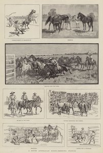 A South Australian Horse-Breeding Station
