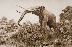 The Chatham Elephant, Illustration from 