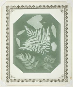 Study of Leaves