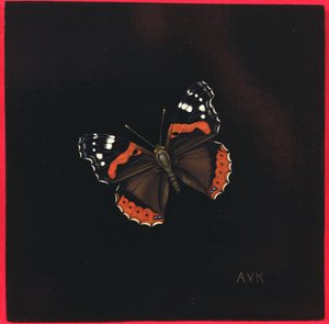 Red Admiral Butterfly