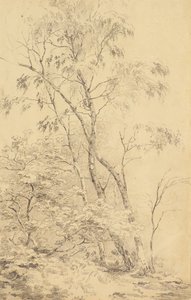 Trees at Bromley