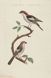 Rufous Shrike by American 19th Century