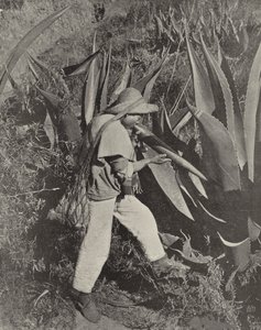 A Mexican Pulque Gatherer by American Photographer (after)