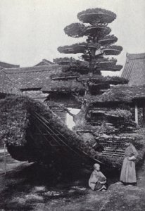 A pine-tree trained into the shape of a boat by American Photographer (after)