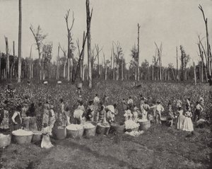 Cotton Picking in Mississippi by American Photographer (after)