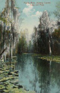 Florida River, showing Cypress Trees and Moss