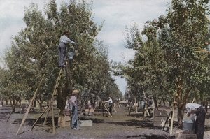 Oregon: Picking Fruit in a Rouge River Valley Orchard by American Photographer (after)