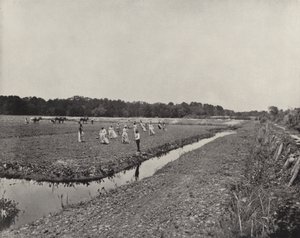 Planting Rice in North Carolina by American Photographer (after)