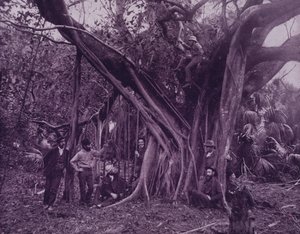 Rubber, or banyan tree, on Banana River, Florida by American Photographer (after)