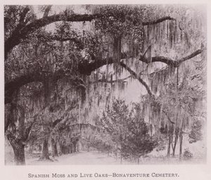 Spanish Moss and Live Oaks, Bonaventure Cemetery