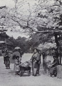 Under the Cherry-Blossom in Shiba Park, Tokyo