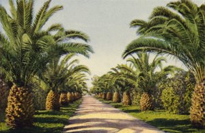 A Driveway in Riverside