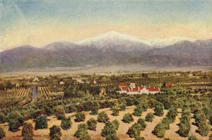 Among the Orange Groves Near Riverside by American Photographer