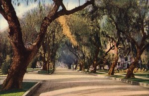 Avenue of Pepper Trees, Pasadena