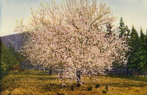 California Almond Tree
