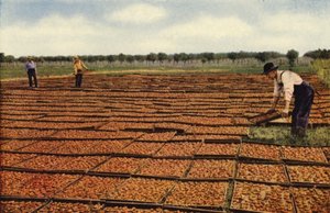Drying Apricots, San Joaquin Valley by American Photographer