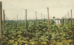 Puerto Rico: Growing Tobacco under Canvas in Puerto Rico