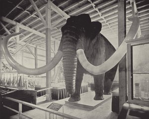 The Great Siberian Mammoth by American Photographer