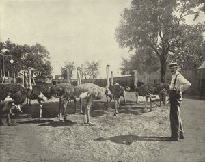 The Ostriches by American Photographer