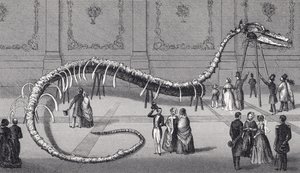 114 Foot Long Skeleton of Fake Sea Serpent 
