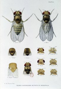 Abeilles - in Contributions to the genetics of drosophila melanogaster, Thomas H. Morgan by American School