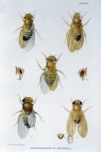 Abeilles - in Contributions to the genetics of drosophila melanogaster, Thomas H. Morgan by American School