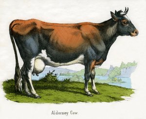 Alderney Cow, from The Natural History of Animals