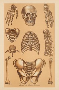 Anatomical Study of the Human Skeleton by American School