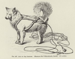 Ano or Dog Harness by American School