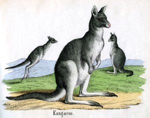 Antique Print of Kangaroos by American School