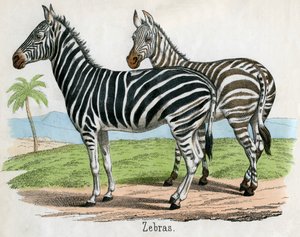 Antique Print of Zebras