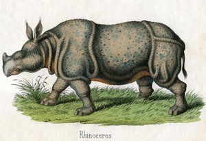 Antique Print of a Rhinoceros