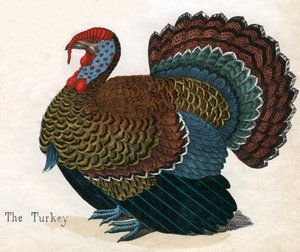 Antique Print of a Turkey
