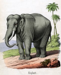Antique Print of an Elephant by American School