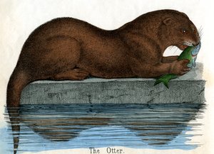 Antique Print of an Otter
