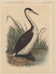 Birds, Plate XXXVIII by American School