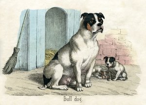 Bulldog by American School