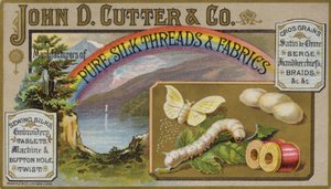 Butterfly and Caterpillar by American School