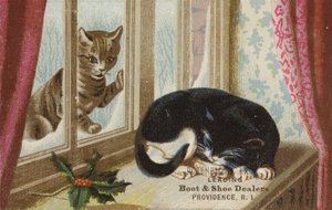 Cat Outside Looking In by American School