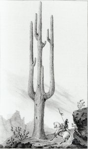 Cereus Giganteus by American School