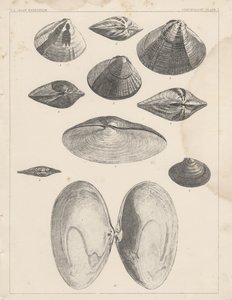 Conchology Plate I by American School