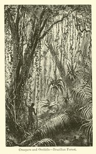 Creepers and Orchids, Brazilian Forest by American School